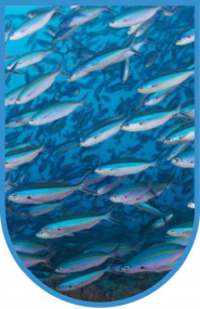 SKB Aquapro